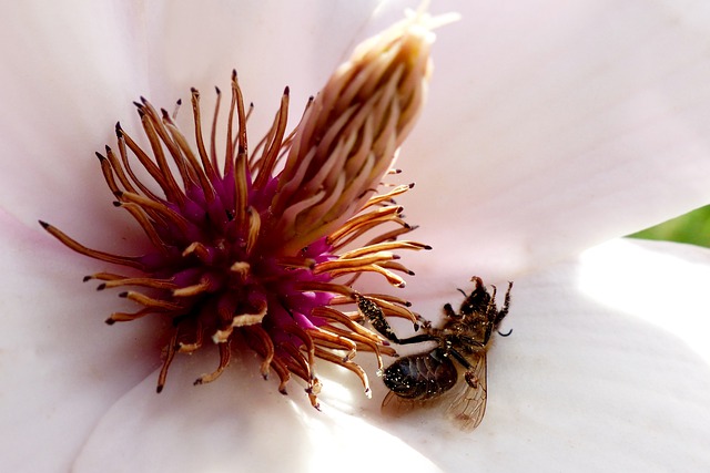 Komoly veszélyben vannak a méhek: több tényező is gyengíti az állományukat