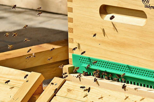 Ugyan a korábbinál több támogatást kap, mégis nagy veszélyben van a méhészeti ágazat