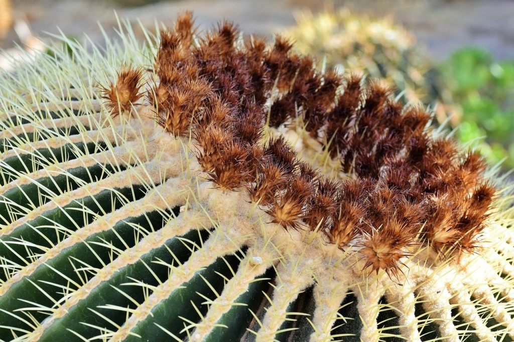 Vannak veszélyes kaktuszfajták is: a nedvük vakságot idézhet elő vagy más súlyos egészségkárosodást okoz 