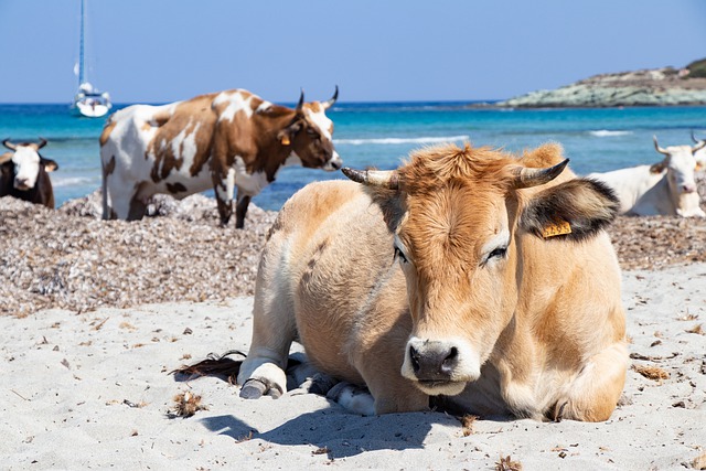 Komoly gondokat okoznak a strandoló tehenek Korzika szigetén