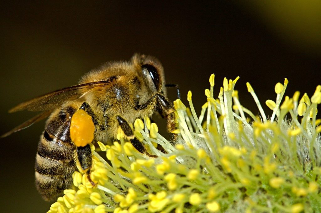 A virágpor egy sor biokémiai átalakuláson megy keresztül, majd 3 hónap természetes erjedés után méhkenyérré formálódik