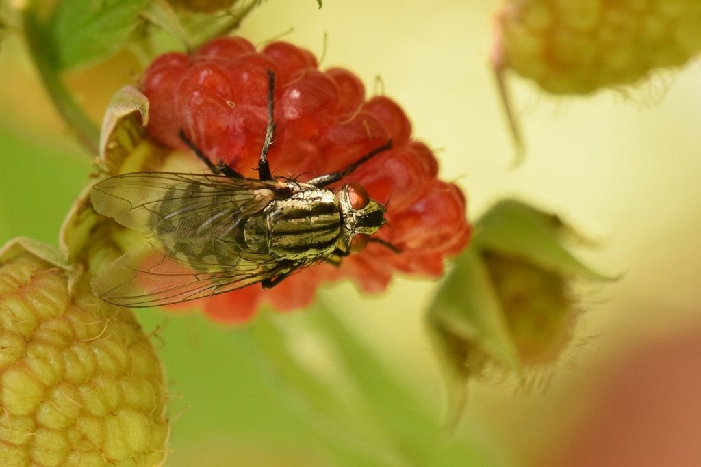 A rokon fajoktól nehéz elkülöníteni, a nőstény a közönséges ecetmuslicával (Drosophila melanogaster) téveszthető össze