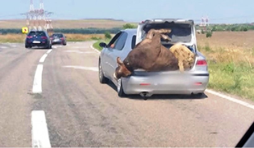 Különös és veszélyes módját választotta az állatszállításnak egy romániai sofőr: egy birkát és egy tehenet tuszkolt be a személygépkocsijának csomagtartójába - Fotó: www.antena3.ro