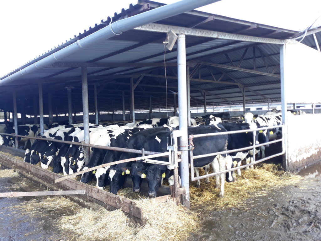Az óriási veszteségek után csak a támogatásban bízhatnak a magyar tejágazat szereplői - vélekednek az OTP Agrár szakértői - Fotó: Magro.hu, CSZS, Nagykörű