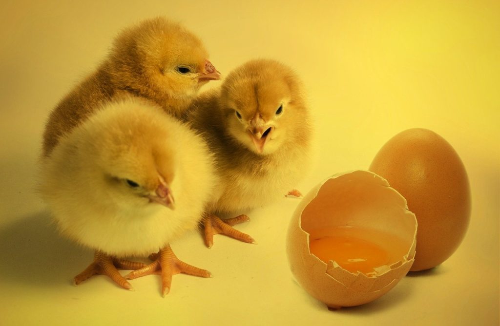 Az egy dolog, hogy a kreatin bekerüljön a tojásba, de az is kulcsfontosságú, hogy az embrió felvegye a kreatint
