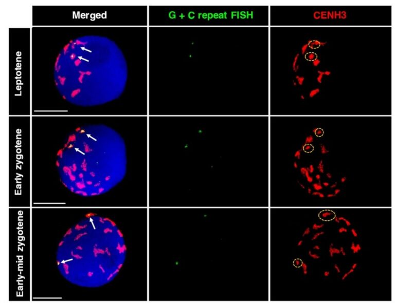 1. kép: Immuno-fluoreszcens in situ hibridizáció (FISH) a búza- és az árpacentromérák, illetve centroméracsoportok kimutatására. A vörös immunjelek a búza aktív centroméráit mutatják, míg fehér nyilak jelölik a FISH-sel kimutatott árpacentromérákat. Az árpacentromérák különálló pozíciója demonstrálja, hogy a centromérikus régiók e fázisban nem alkotnak párokat egymással