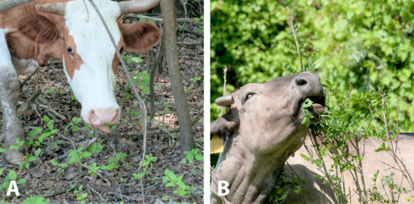 A szarvasmarha előszeretettel legeli le az amerikai kőris csemetéit (A) és a gyalogakác hajtásait (B) - Fotó: ELKH