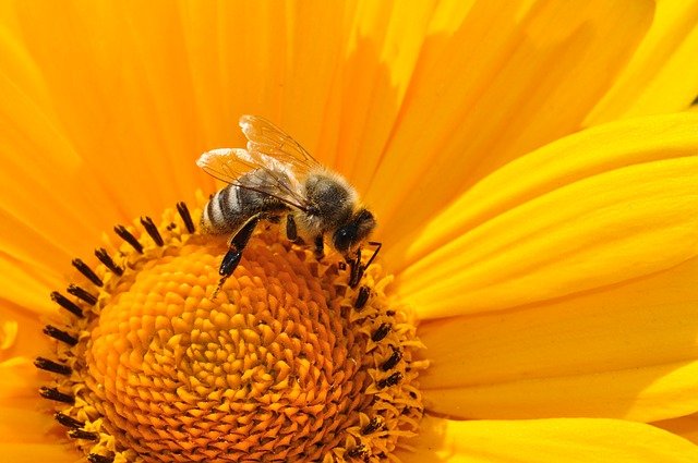 Közel 2,7 milliárd forintot költ az Európai Unió a méhek megmentésére, magyar szakemberek is részt vesznek a programban