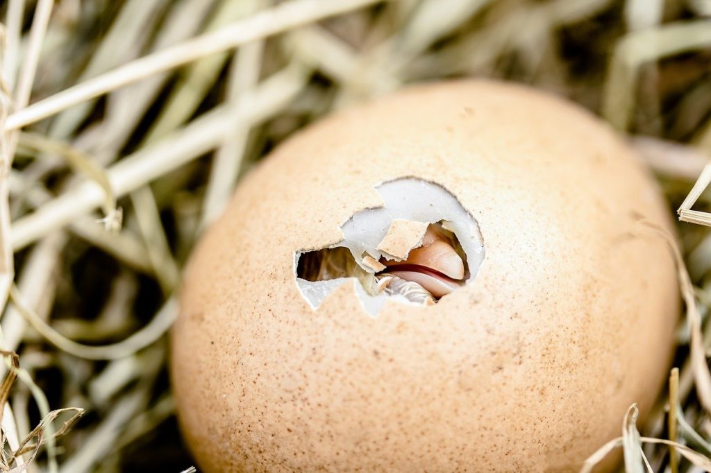A brojler- és tenyésztőtyúkok kreatinnal való ellátása a tojásban és az embrióban lévő kreatinszint növelése érdekében nagyszerű ötlet
