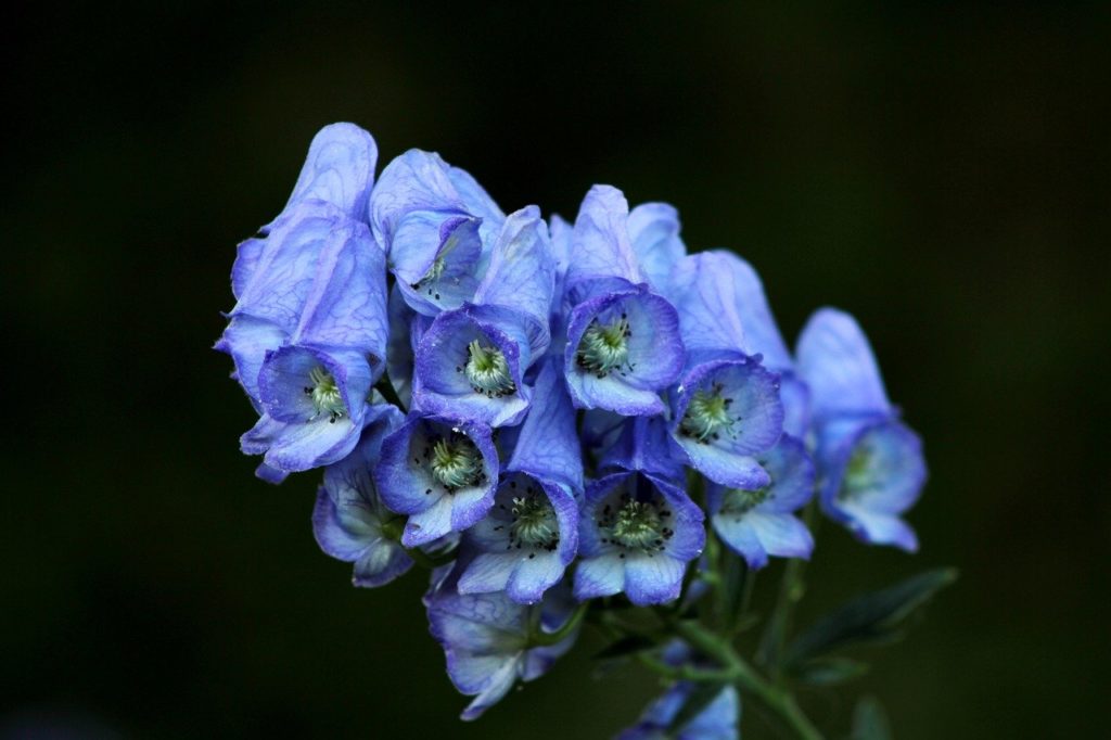 Átha­tóan kék virágai lenyűgöző látványt nyújtanak, főként, ha legalább 5-6 tövet ültetünk egymás mellé