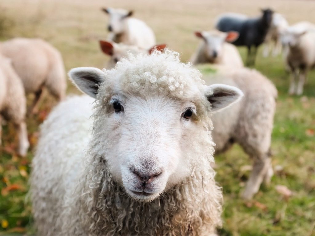 Az állattenyésztésben az antibiotikumok terén 50%-os mérséklést irányoznak elő