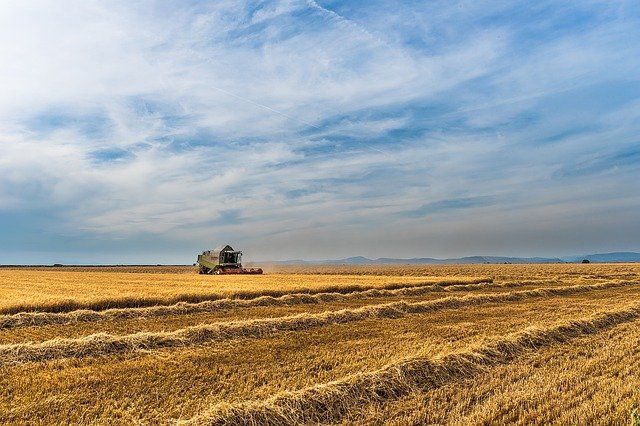 A legnagyobb termésexportőr Európában: a búza, az árpa és a kukorica exportjában is Románia az EU éllovasa