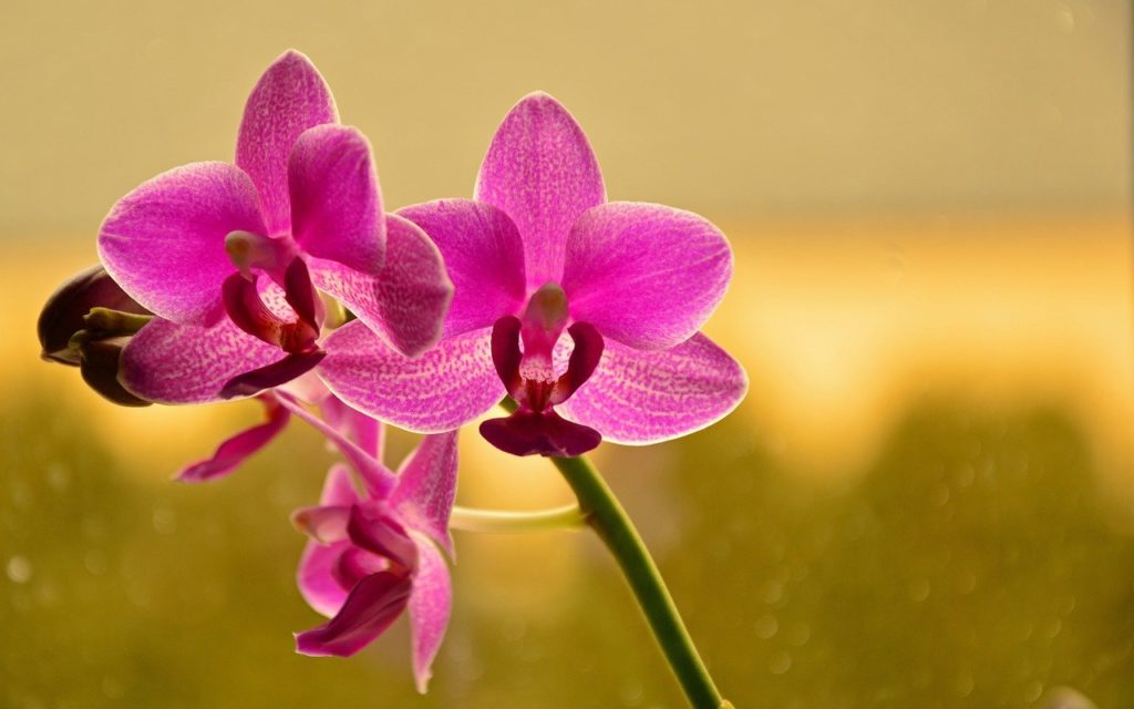 A lepkeorchideákon kívül számos más faj is kapható hazánkban, sőt az igazi különlegességek beszerzésére is van lehetőség, igen borsos áron
