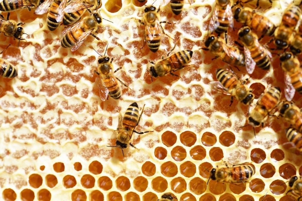 A százalékos arányoknak megfelelően sorrendben kell felsorolni a származási helyeket a mézek feliratán