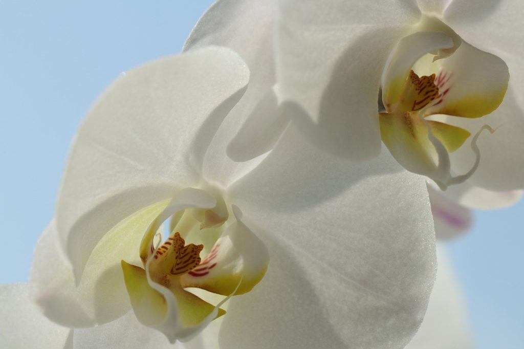 Kezdő orchideakedvelőknek a Phalaenopsis nemzetség fajai ajánlhatók. Ezek a lepkeorchidea-változatok általában nem okoznak csalódást gazdáiknak
