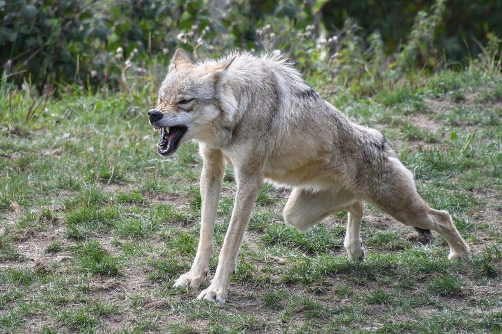 A villanypásztor plusz őrző kutya rendszerrel lehet talán az egyik leghatékonyabban védekezni a farkasok ellen