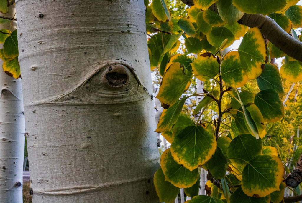 A Pando egy fája közelről - Fotó: Lance Oditt, Friends of Pando