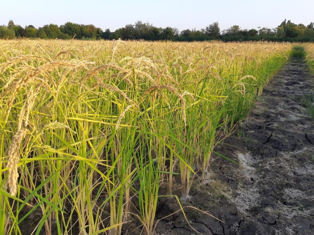 A magyar rizs két újabb fajtáját ismerték el
