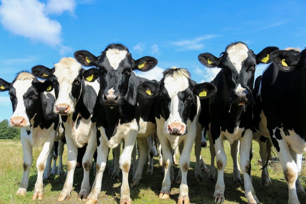 A tanulmány a tejelő üszők optimális legelőadagját vizsgálta az optimális állati és legeltetési teljesítmény elérése érdekében
