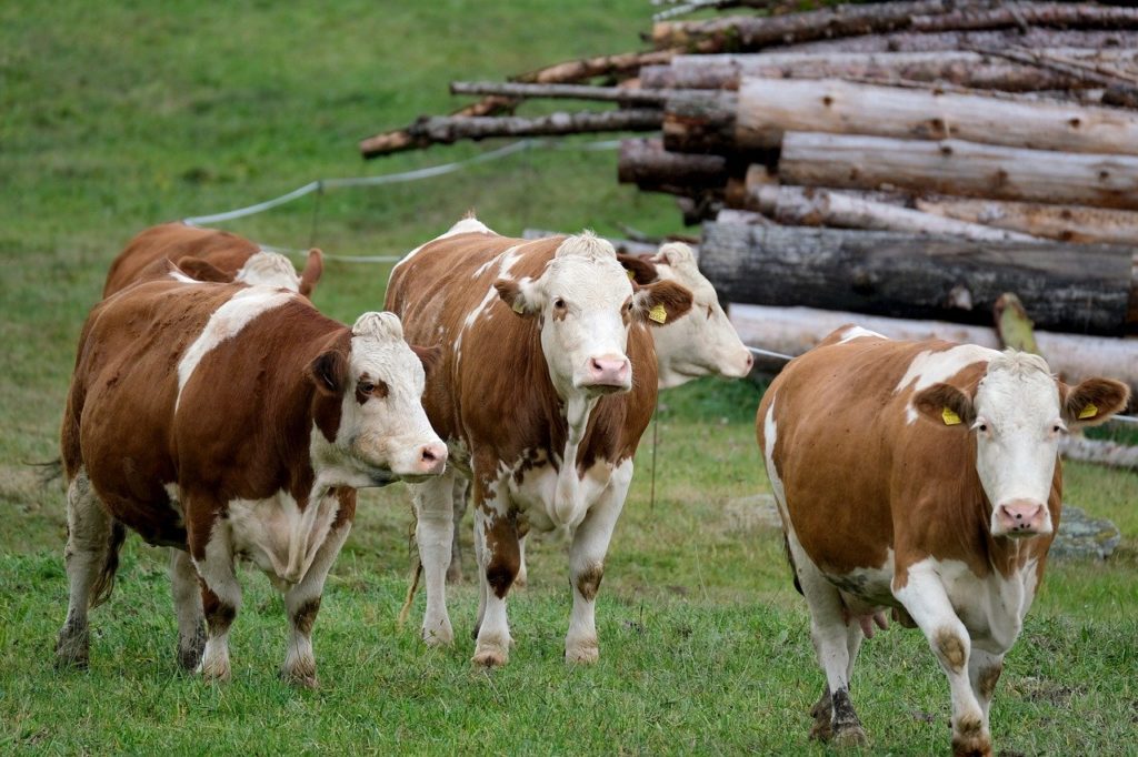 Hosszú távon több egészségügyi probléma és csökkent tejtermelés következhet be a tejzsírdepresszióban lévő tehenek esetében