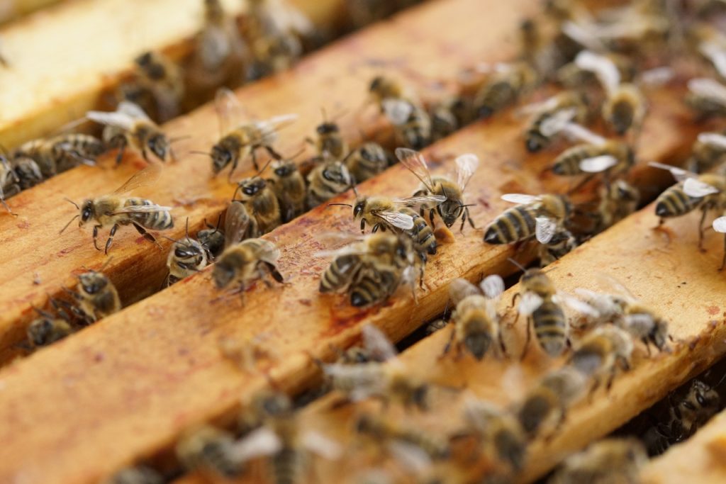 Méhcsaládonként 1000 forint támogatást igényelhetnek februártól a méhészek