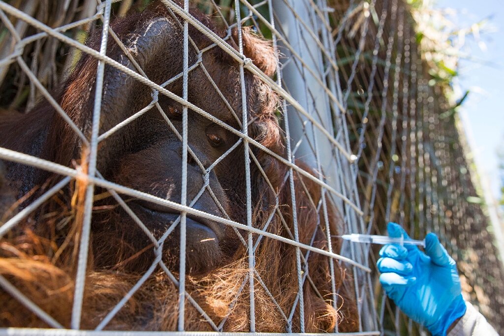 Sandai, a borneoi orangután a beoltott állatkerti vadállatok egyike