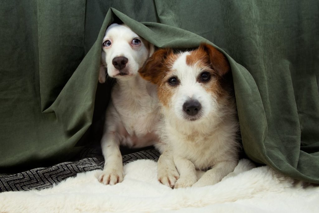 Az elkóborolt kutyák bejelentését és megtalálását segíti a Vigyél Haza Kutyakereső alkalmazás