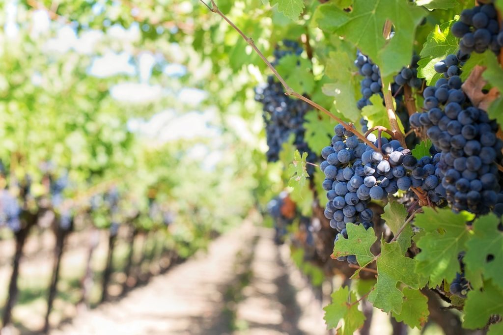 A szőlőültetvény állagfelmérésében és a növények erőnlétének leírásában döntő szerep jut a precíziós módszereknek