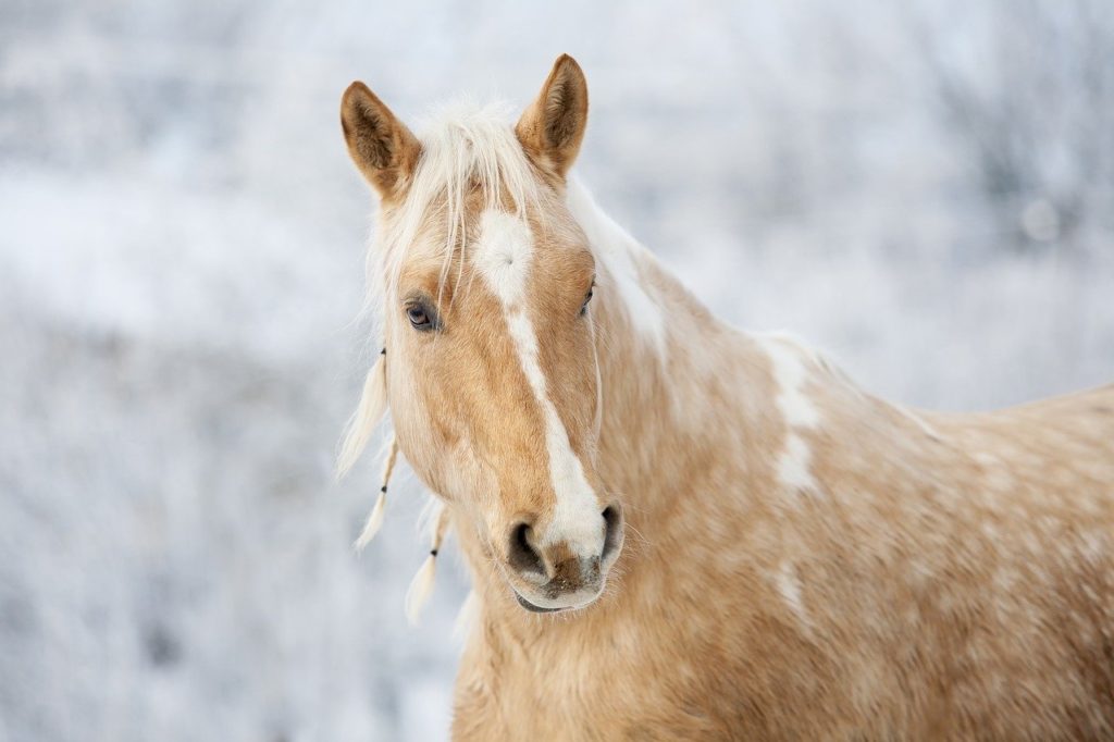 A ló leheletének belégzése gyógyír a szamárköhögésre, de az is hatásos, ha a beteg visszafelé ülve lovagol meg egy tarka lovat