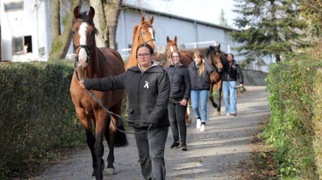 A Móricz Zsigmond mezőgazdasági technikum és szakképző iskola négy új lova - Fotó: Lang Róbert