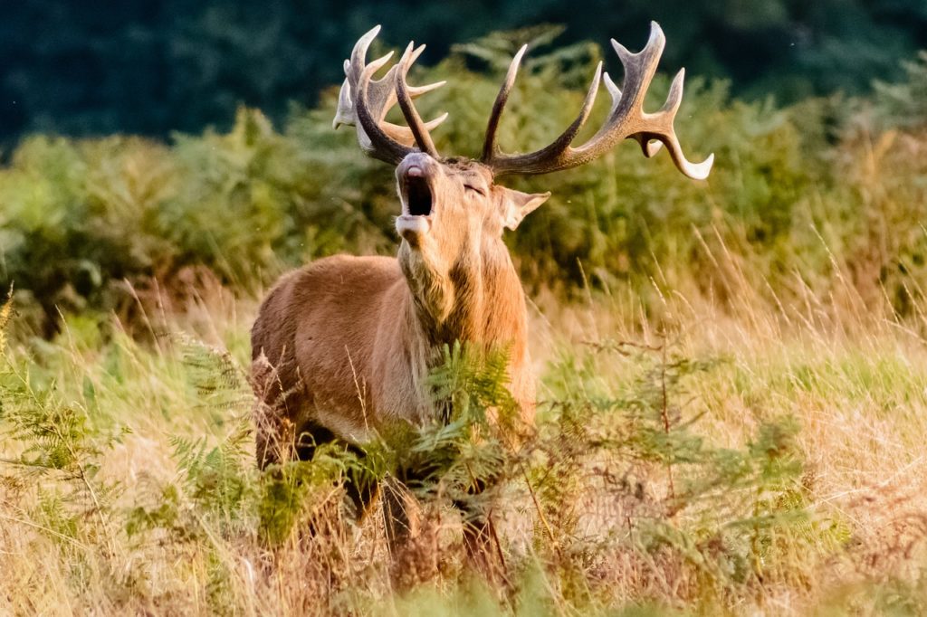 A vadászterületre, a vadászterület földtulajdonosi közösségére és a vadászati jog haszonbérletére vonatkozó szabályozás is módosult