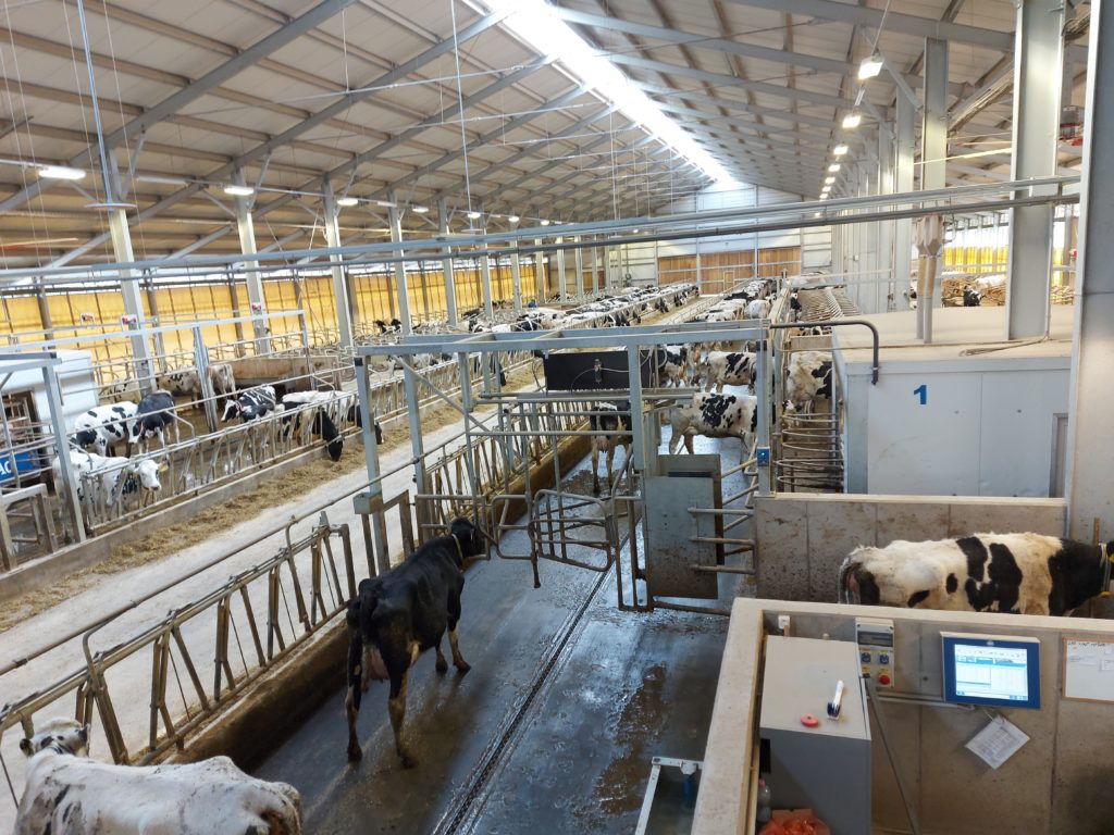A Nemzeti Ménesbirtok és Tangazdaság Zrt. 11-es majori szarvasmarhatelepének robotizált istállója - Fotó: Magro.hu, CSZS, Mezőhegyes