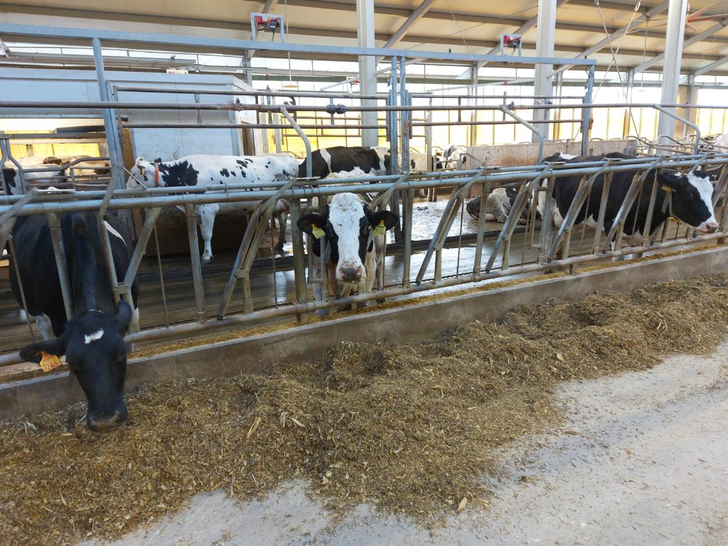 Az egyik SAC fejőgép és a tejelő tehenek a 11-es majori szarvasmarhatelepen - Fotó: Magro.hu, CSZS, Mezőhegyes