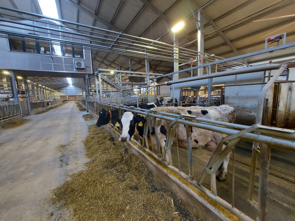 A vezérlőrendszer és a tejelő tehenek esznek a 11-es majori szarvasmarhatelepen - Fotó: Magro.hu, CSZS, Mezőhegyes