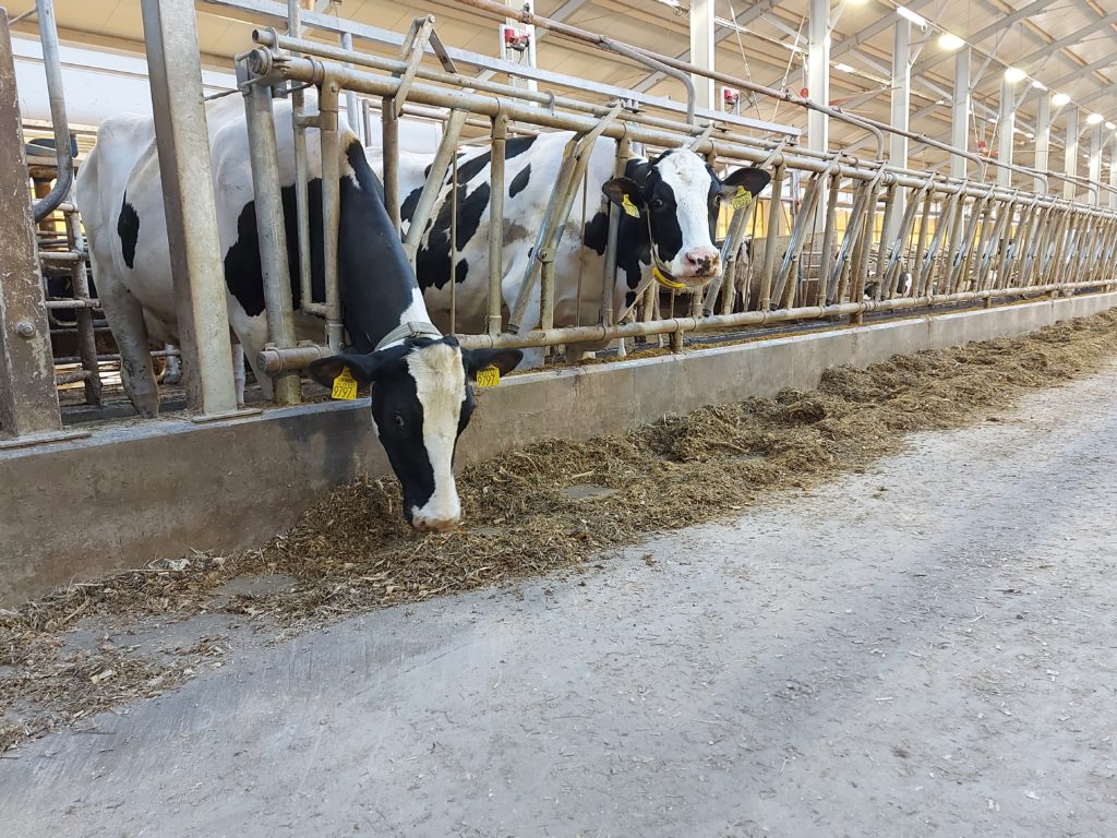 Tejelő tehenek esznek a Nemzeti Ménesbirtok 11-es majori szarvasmarhatelepén - Fotó: Magro.hu, CSZS, Mezőhegyes