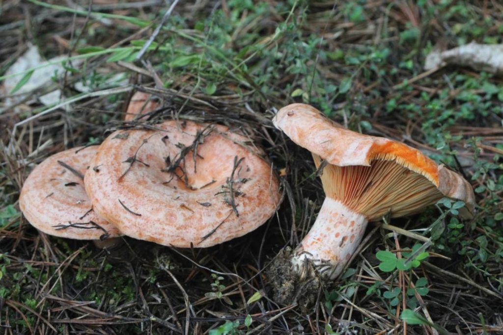 Az év gombája 2022-ben az ízletes rizike - Fotó: Fertő-Hanság Nemzeti Park, Börcsök Zoltán