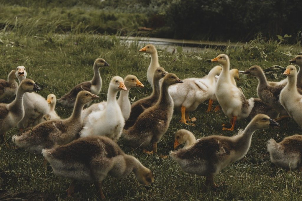 a madárinfluenza miatt több millió libát, kacsát öltek le az országban, ezért a megmaradt kevesebb állathoz rendelték az összeget.