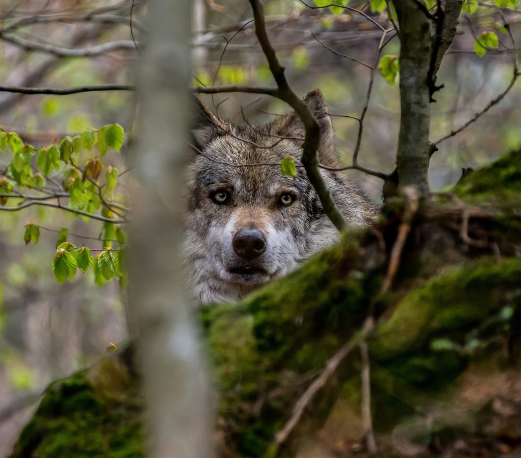 Farkasok miatt menekülnek Mátranovákra az őzek és a szarvasok, a kártérítés pedig késik - képünk illusztráció