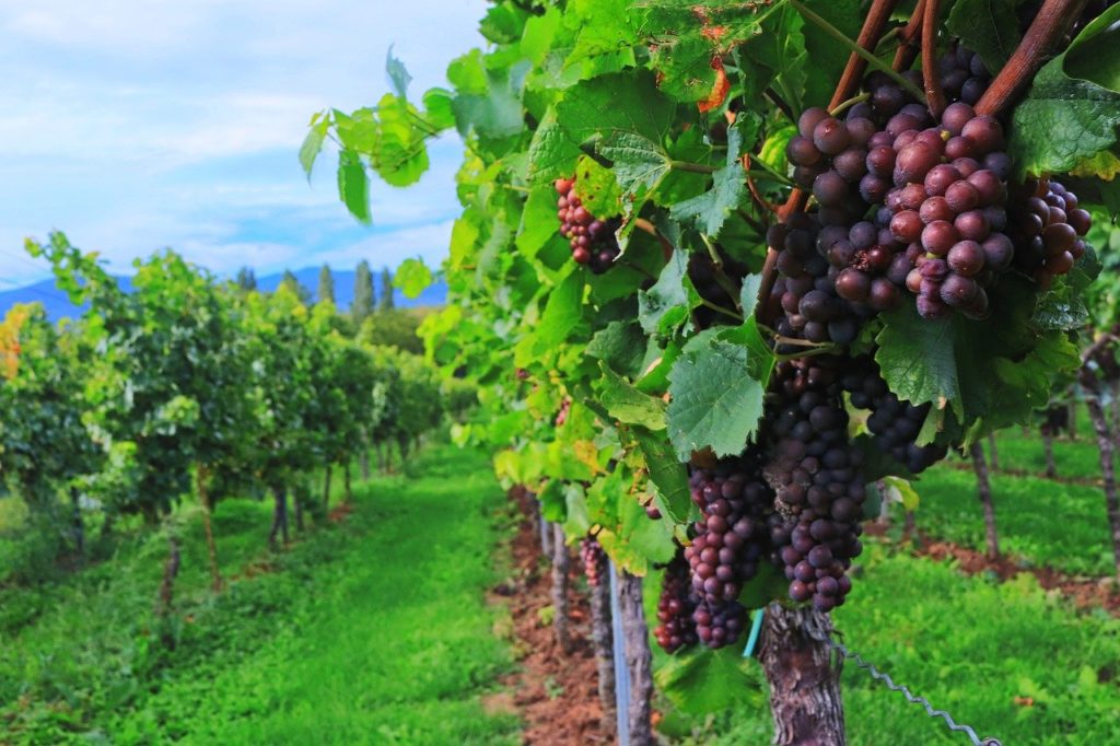 Szőlő helyett végre több bort adhatnak el a Balatonboglári borvidékről a milliárdos fejlesztéssel