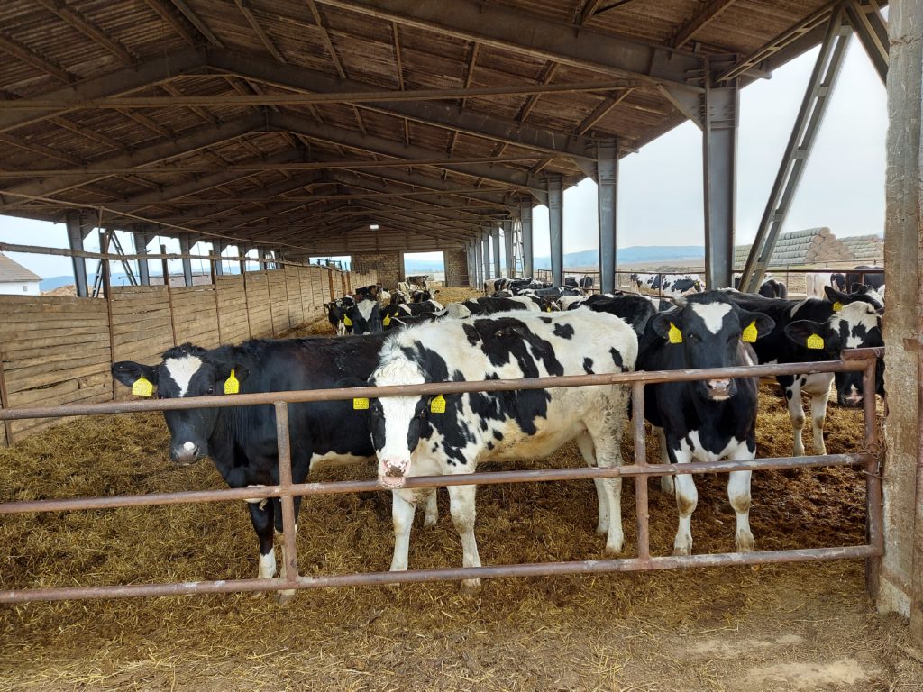 Nagyon nehéz helyzetben az állattartó gazdák, ezért változtatást szeretne a Bács-Kiskun megyei NAK-elnök a támogatási rendszerben - Fotó: Magro.hu, CSZS, Érsekvadkert
