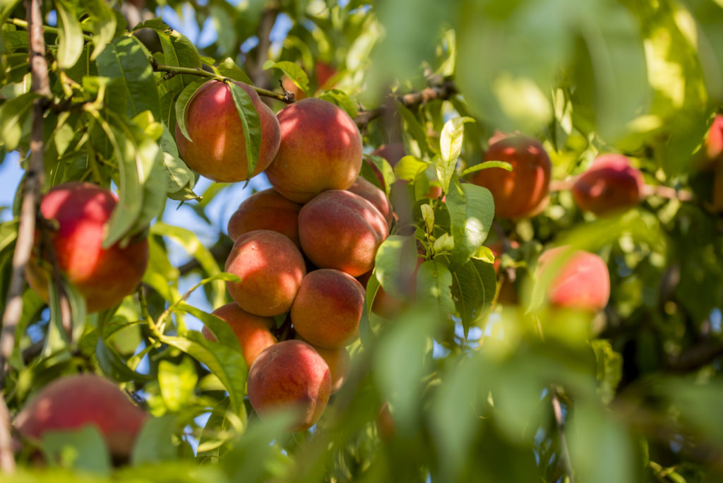 A legjobb 10-be került Magyarország az ökológiai gyümölcstermesztés listán - Fotó: ÖMKi