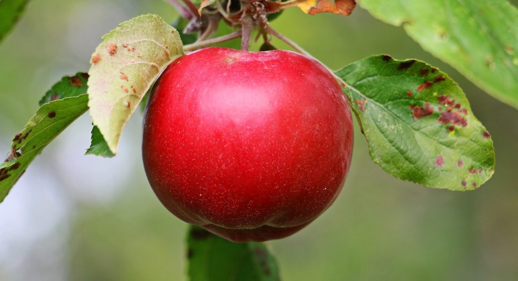 Szakmai nap szaktanácsadóknak is: az alma biológiai növényvédelme lesz a téma Debrecenben