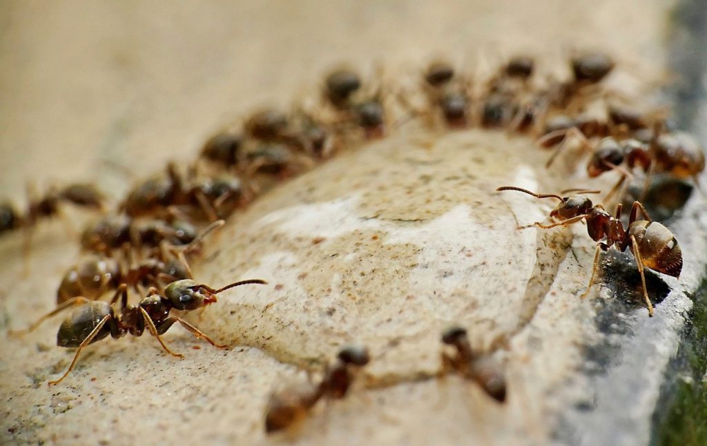 A szorgos hangyák hamarabb észreveszik az ételmaradékot, mint az emberek, és egy pillanat alatt elözönlik az otthonokat