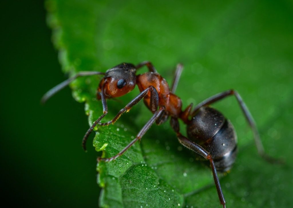 A hangyák, amikor táplálékforrást találnak, feromonokat hagynak maguk után, így a kolóniában más hangyák is észlelhetik a táplálékhoz vezető utat