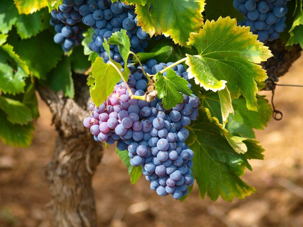 A borkészítésre tartott szőlők héja – főleg a kékszőlőké – vastagabb