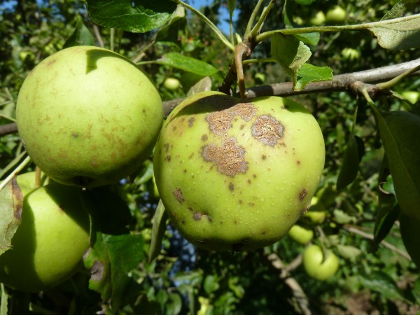 Áprilisban időszerű az alma lisztharmat és varasodás elleni védekezés - Fotó: ÖMKi