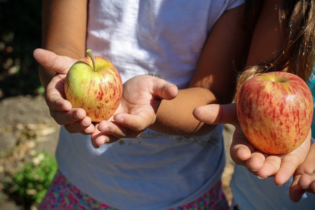 7 százalékkal magasabb az idei európai almakészlet a 2021-esnél