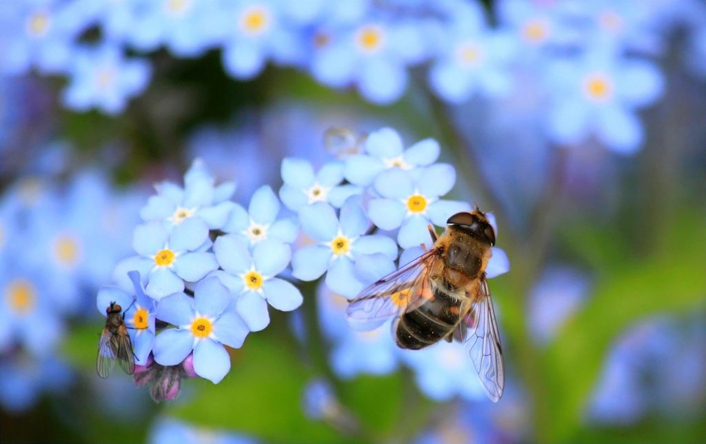 A legújabb elemzések szerint az emberiség élelmiszer-termelésének egyharmada függ a rovarok beporzó tevékenységétől, közülük is a méhek végzik el ennek a feladatnak a döntő hányadát