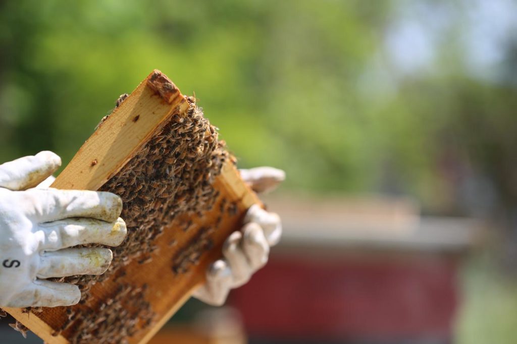 Méh állatjóléti támogatás: 10 milliárd forintos pályázatban vehetnek részt a hazai méhészek