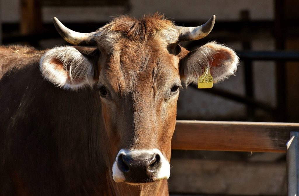 Megállapították, hogy a szarvasmarhák szándékos genomiális megváltoztatása (IGA) nem jár biztonsági aggályokkal